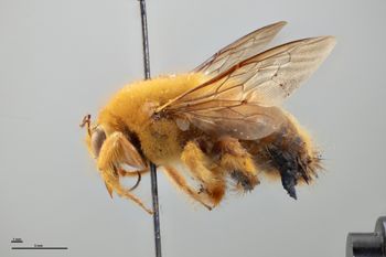 Media type: image;   Entomology 810852 Aspect: habitus lateral view